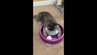 Funniest cats-Dont try to stop laugh-Pet lover