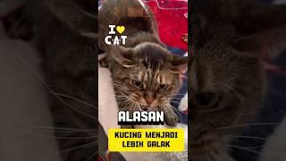 Kenapa Kucing Tiba-Tiba Jadi Galak  #shorts