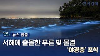 뉴스 한줌｜바다의 오로라 야광충 출몰