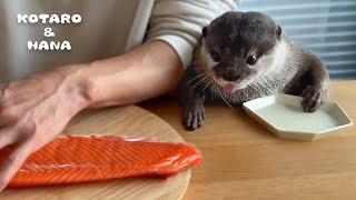 Otters Super Excited for Huge Salmon