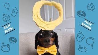 Funniest Pet Compilation - Try Not to Laugh - Best Cutest Pet Animal Video