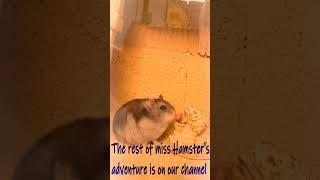 Miss Hamster is trapped under the rocks Egypt Pyramid Maze #SHORTS