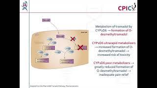 CPIC guideline for tramadol and CYP2D6