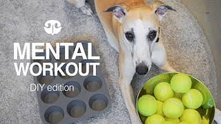 TENNIS BALLS - DIY Mental Workout for Dogs