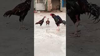 Father And Sons Staring  Aseel Rooster and Chicks Staring