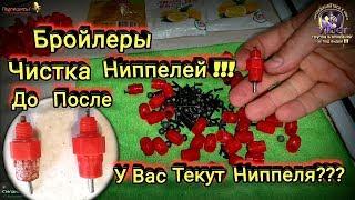 Бройлеры Чистка Ниппелей У Вас Текут Ниппеля? Тогда Вам Сюда