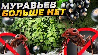 МУРАВЬИ бегут с огорода от этого ПРОСТОГО СРЕДСТВА. Нам нравится муравьям нет