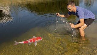 NET TRAP CATCHES COLORFUL Fish For PRIME