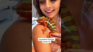 Chameleon changing colors on a beautiful womans body #shorts