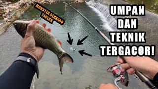 PECAH REKOR MONSTER WADER Mancing ikan wader pakai teknik dasaran dan umpan racikan ajaib