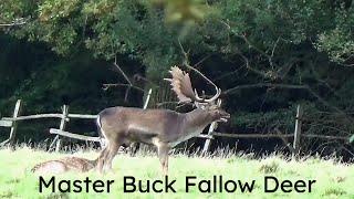 Master Buck Fallow Deer Highwood Essex UK