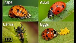 Life cycle of a Ladybug HD  Ladybug life cycle  From eggs to adults  By Hugs of life 