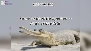 Crocodile classification and other information about crocodiles