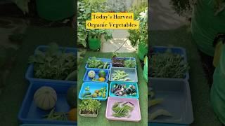 Harvesting time harvest % Organic Vegetables and fruits in my Terrace Garden #shorts #gardening