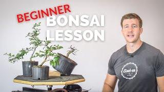 3 Great Plants for Broadleaf Bonsai  Bonsai-U