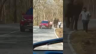 Elephant Chases Down Men