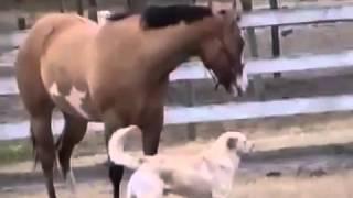 Horse Gives Dog a Back Massage