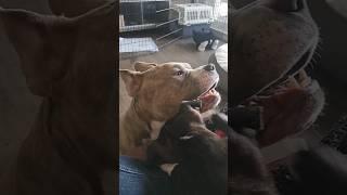 American Bully Cheddie dealing with Sassy Staffy puppy Gracie #staffy #puppy #puppylife