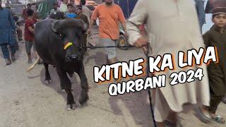 Kitne Ka liya qurbani Ka Janwar qurbani 2024 I shahpur kanjra Mandi Lahore