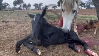 Parto yegua pariendo.milagro de la vida.nacimiento potro en directo.caballos y yeguas.