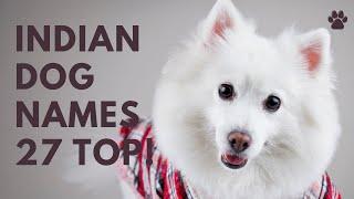 Indian Dog Names  27 BEST & CUTE & TOP Ideas