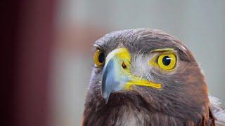 Enoch Wildlife Rescue celebrates new facility with raptors rescued baby animals