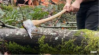 Felling a tree with a sharp Axe.