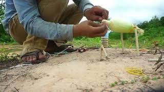 Learn To Bird Trap using Corn