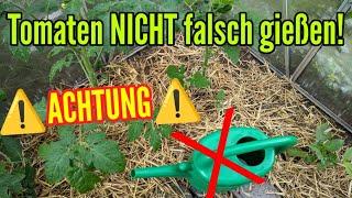 Tomaten NICHT falsch gießen Diese FEHLER unbedingt VERMEIDEN