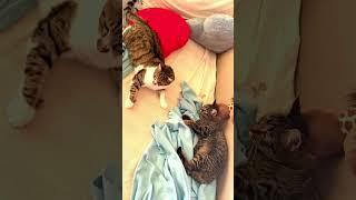 Cat Couple ️ #catslove #catlovers #katzenliebe #katzenleben #sweetcats #cuddlecats #catcouple