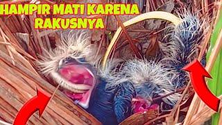 DUA ANAK BURUNG BUTBUT INI HAMPIR MATI SUSAHNYA MENELAN ULAR