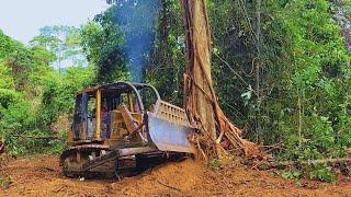 The Most Skilled Dozer Operator Breaks Down a Lot of Huge Trees Easily Using CAT D6R XL Bulldozer