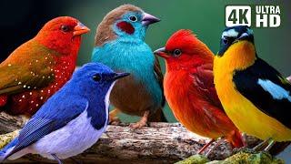 NATURE BIRD SOUNDS FOR RELAXING  MOST WONDERFUL BIRDS IN THE WORLD  STRESS RELIEF  NO MUSIC