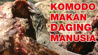 Ada Komodo Makan Daging Manusia - 11 Fakta Mengesankan Tentang KOMODO