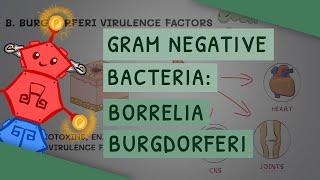 Borrelia burgdorferi Lyme disease