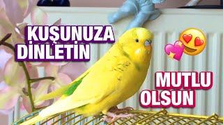 MUHABBET KUŞU SESİ  Kuşunuza Dinletin Mutlu Olsun