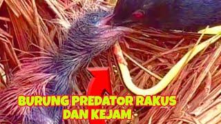 ANAK BURUNG BUTBUT DENGAN MUDAH MENELAN ULAR PANJANG SECARA UTUH