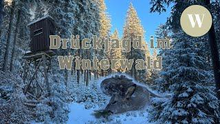 Drückjagd 2024  Winterwald im Erzgebirge  4K
