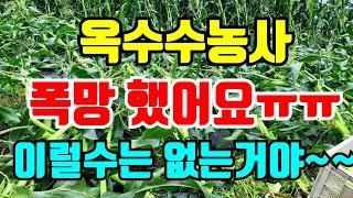 비바람에 옥수수 다 쓰러졌어요. 쓰러진 옥수수 어떻해야하나요. 옥수수수확시기  옥수수살충제