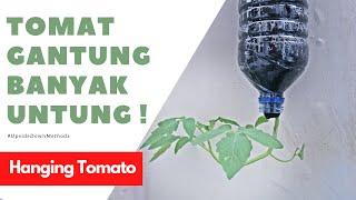 Hanya Dengan BOTOL BEKAS Tanam Tomat Gantung Organik  Upside Down Methods