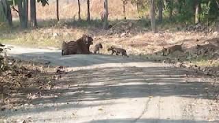 Rare video of Tigress with 5 Cubs Kishanpur Dudhwa National Park