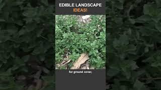 Foodscape Edible Landscape and Food Forest Ideas