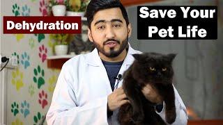 Dehydration in cat  Treatment  How to check dehydration?   Vet Furqan Younas