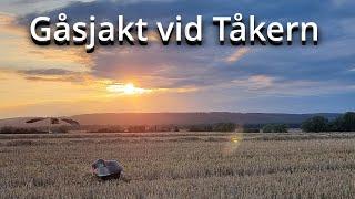 Gåsjakt vid sjön Tåkern i Östergötland 2023-08-18