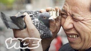 Chinas Millionaire Pigeon Racers Full Length