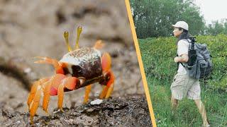 蟹蟹你，有了你红树林才美丽｜荒野摄影师徒步红树林拍摄小螃蟹｜Mangrove crab