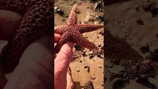 Rescue Washed Up Starfish