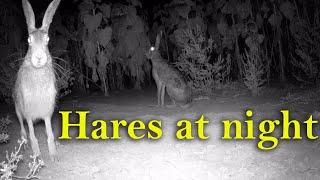 Зайцы ночью Лето Осень 2021  Hares at night