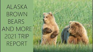 Alaskan Brown Bear Photography Tour