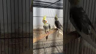 நம்ம Aviary Update️ Nest Boxபுதிய Cockatiel Birds வாங்கியாச்சு 